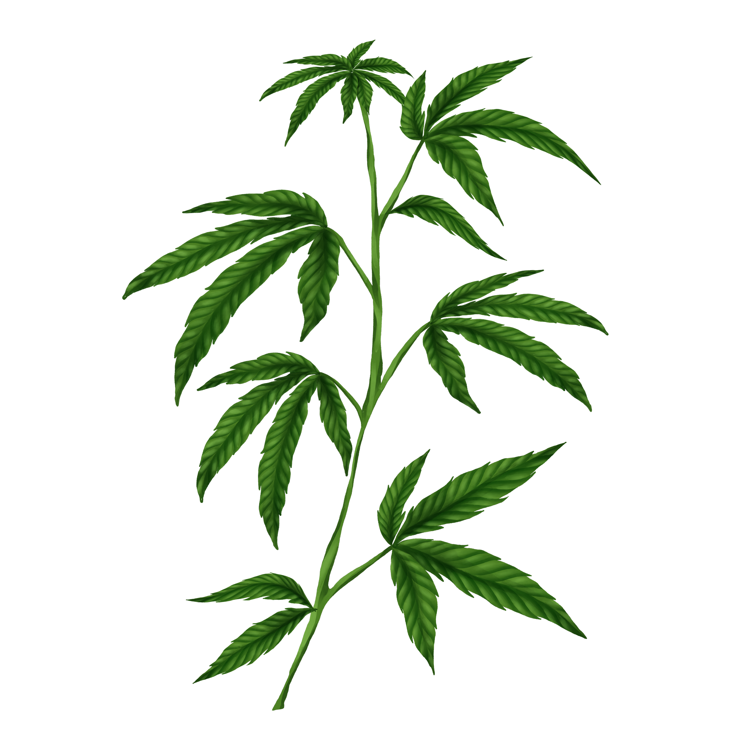 Digital illustration of a cannabis plant with green serrated leaves on a black background.