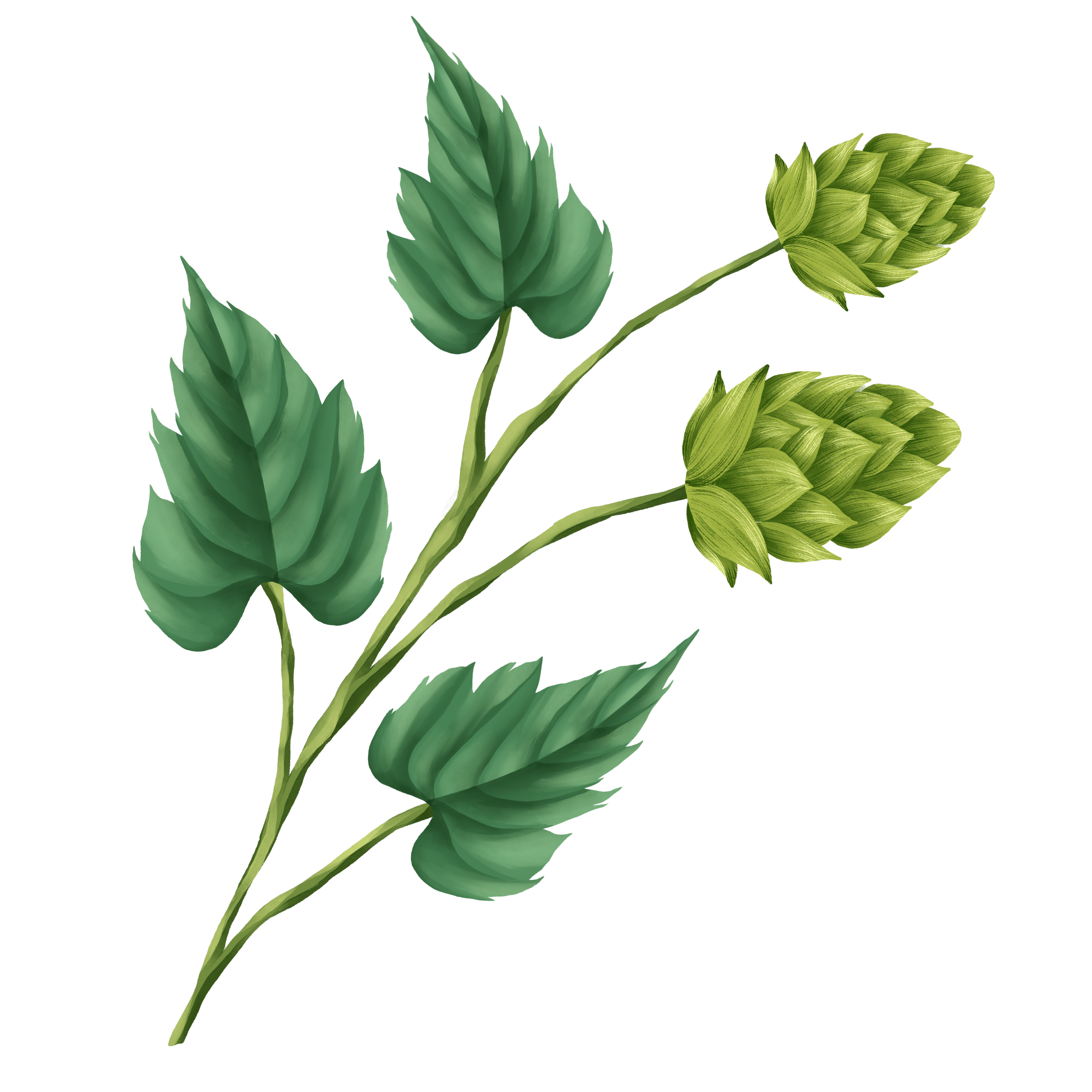 Illustration of a hop plant with green leaves and three hop cones.