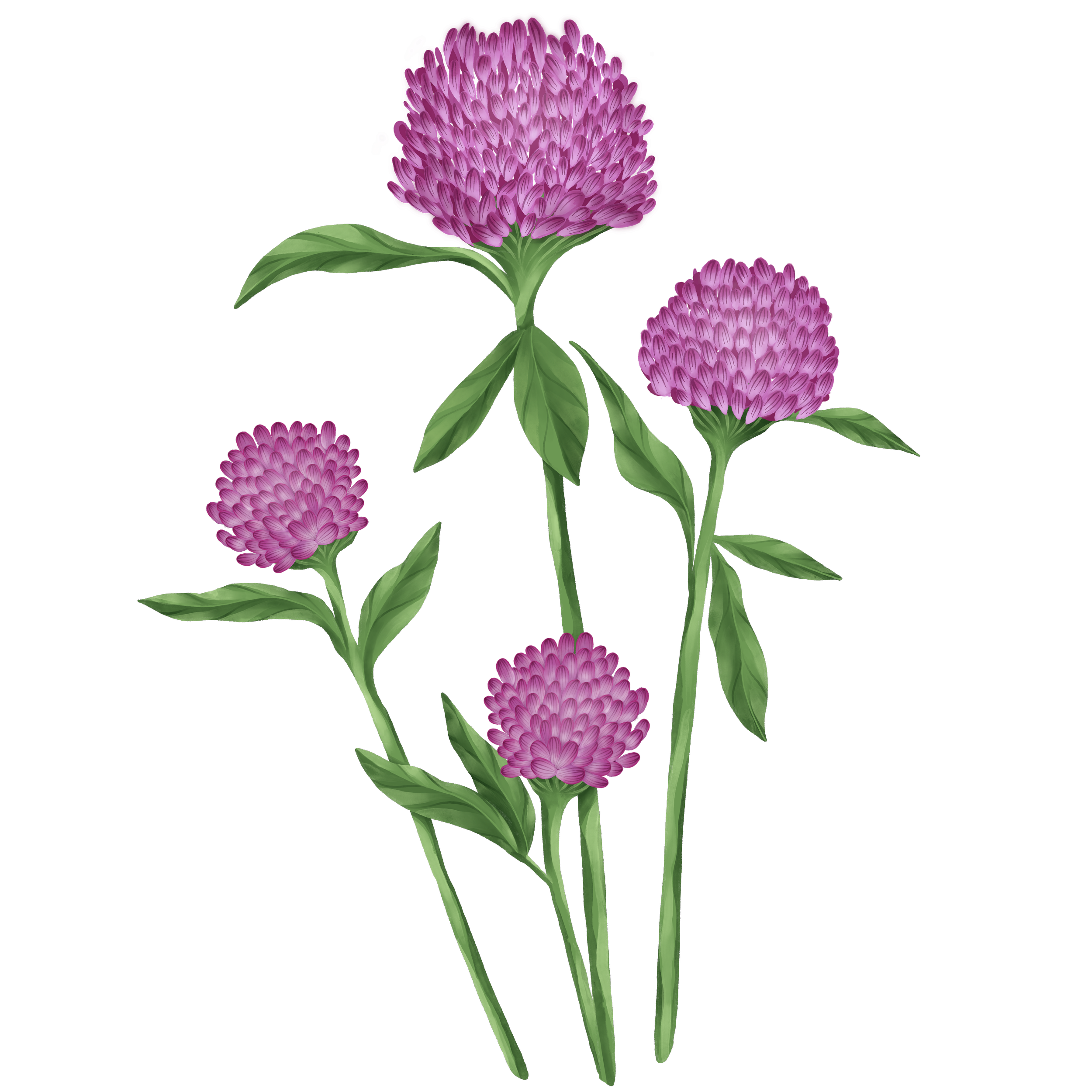 Illustration of a clover plant with five pink globe-shaped flowers and green leaves against a black background.