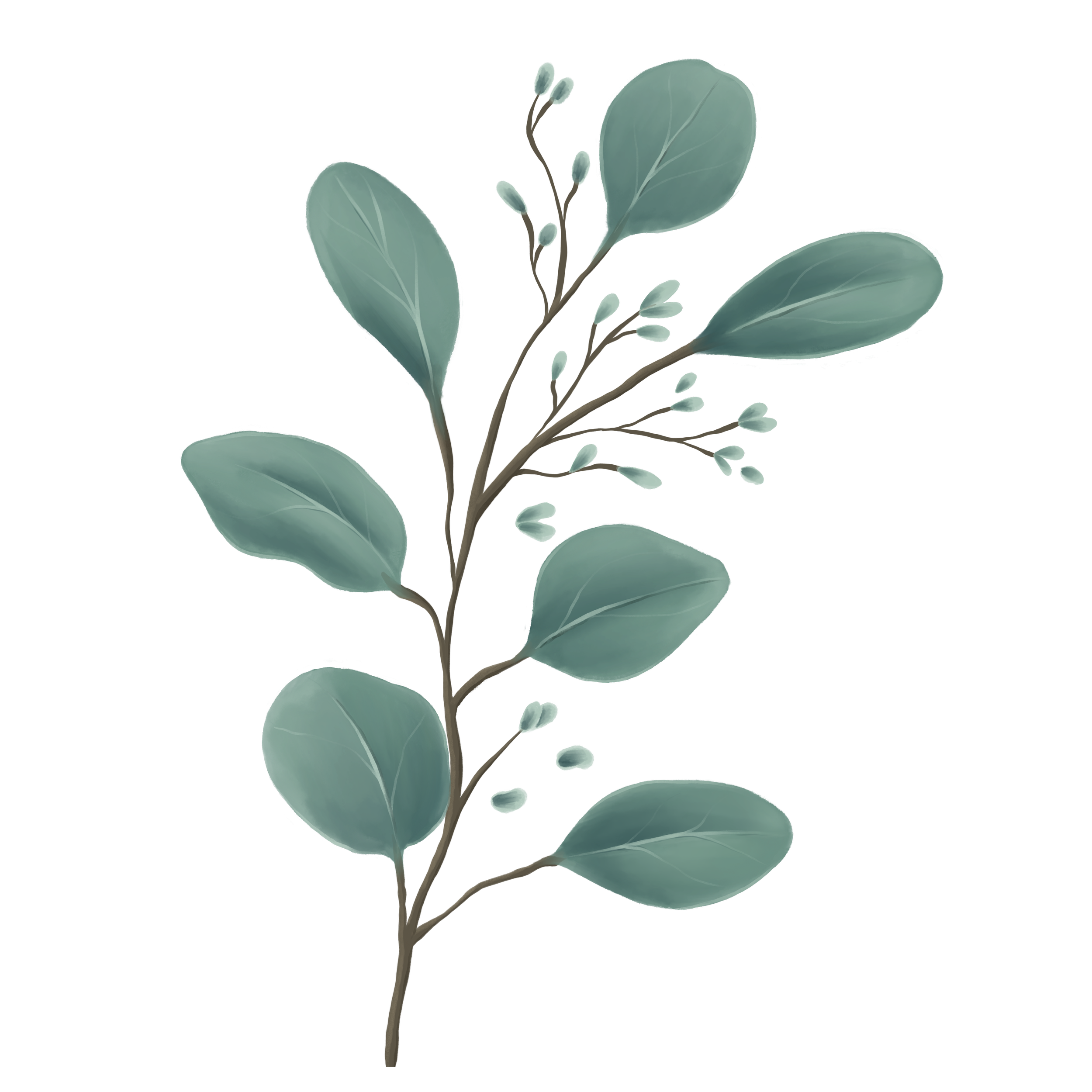 Digital illustration of a eucalyptus branch with large, oval, bluish-green leaves and small white flower buds.