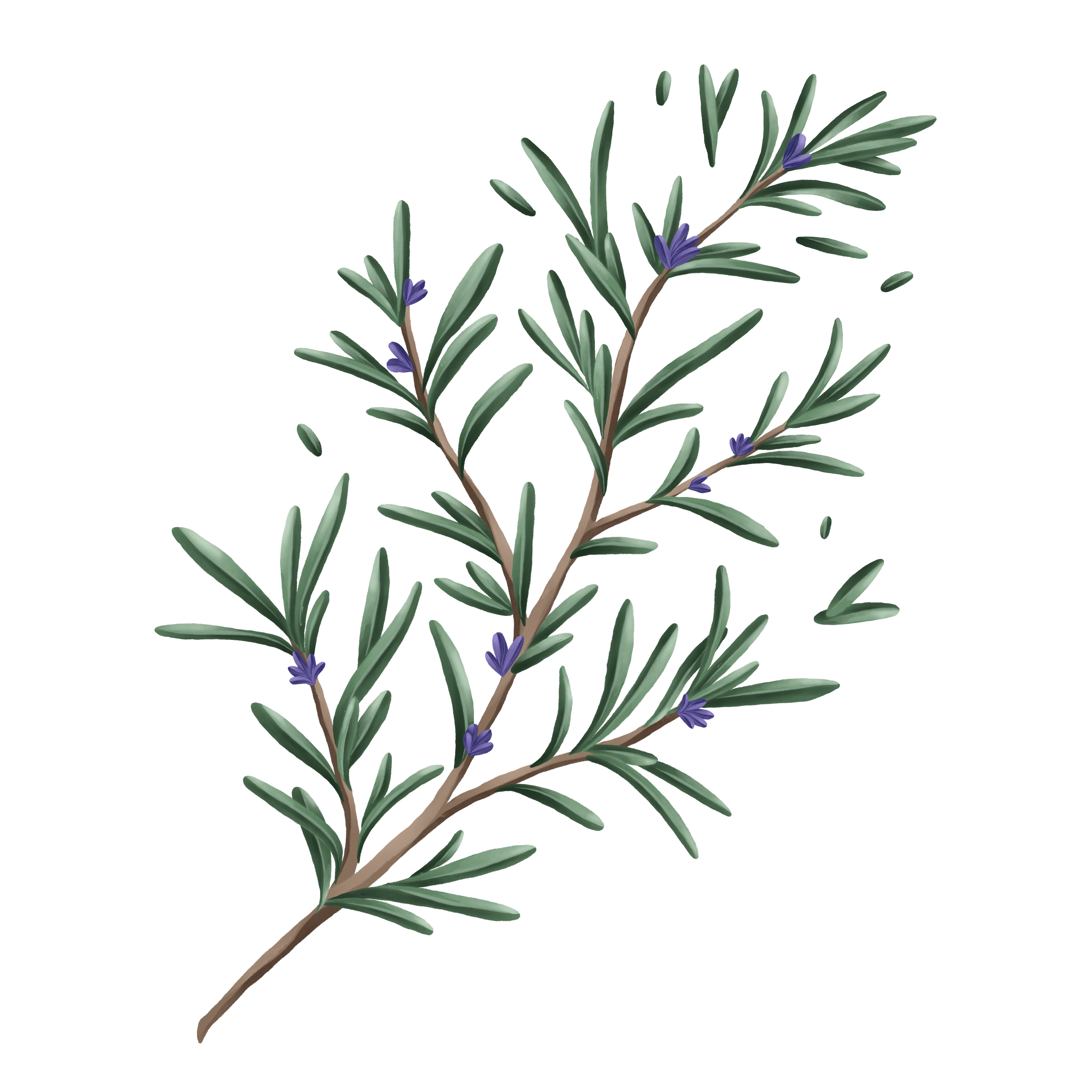 Illustration of rosemary branch with green leaves and small purple flowers.