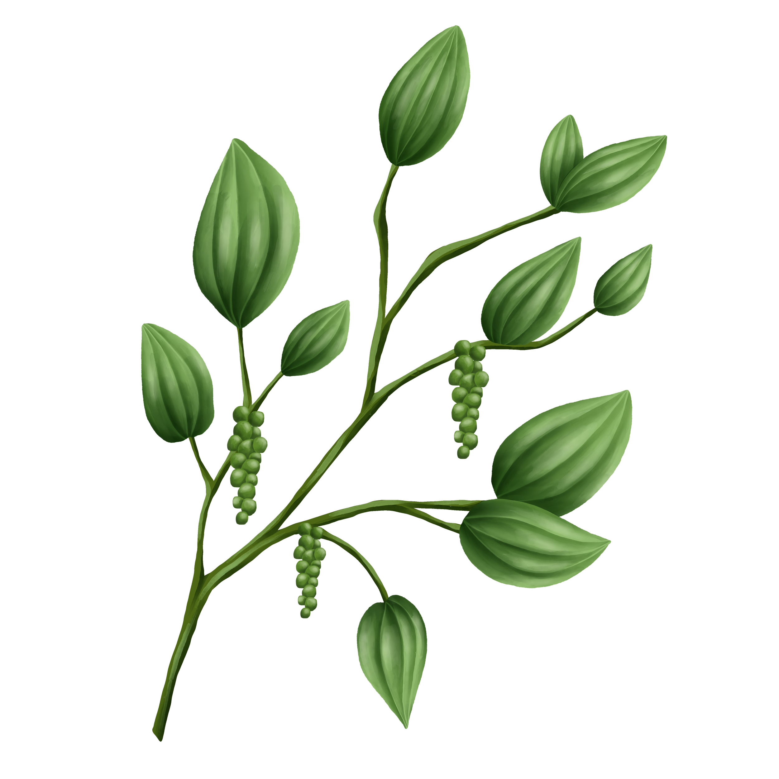 Digital illustration of a pepper plant with green leaves and small green berries growing on a stem.