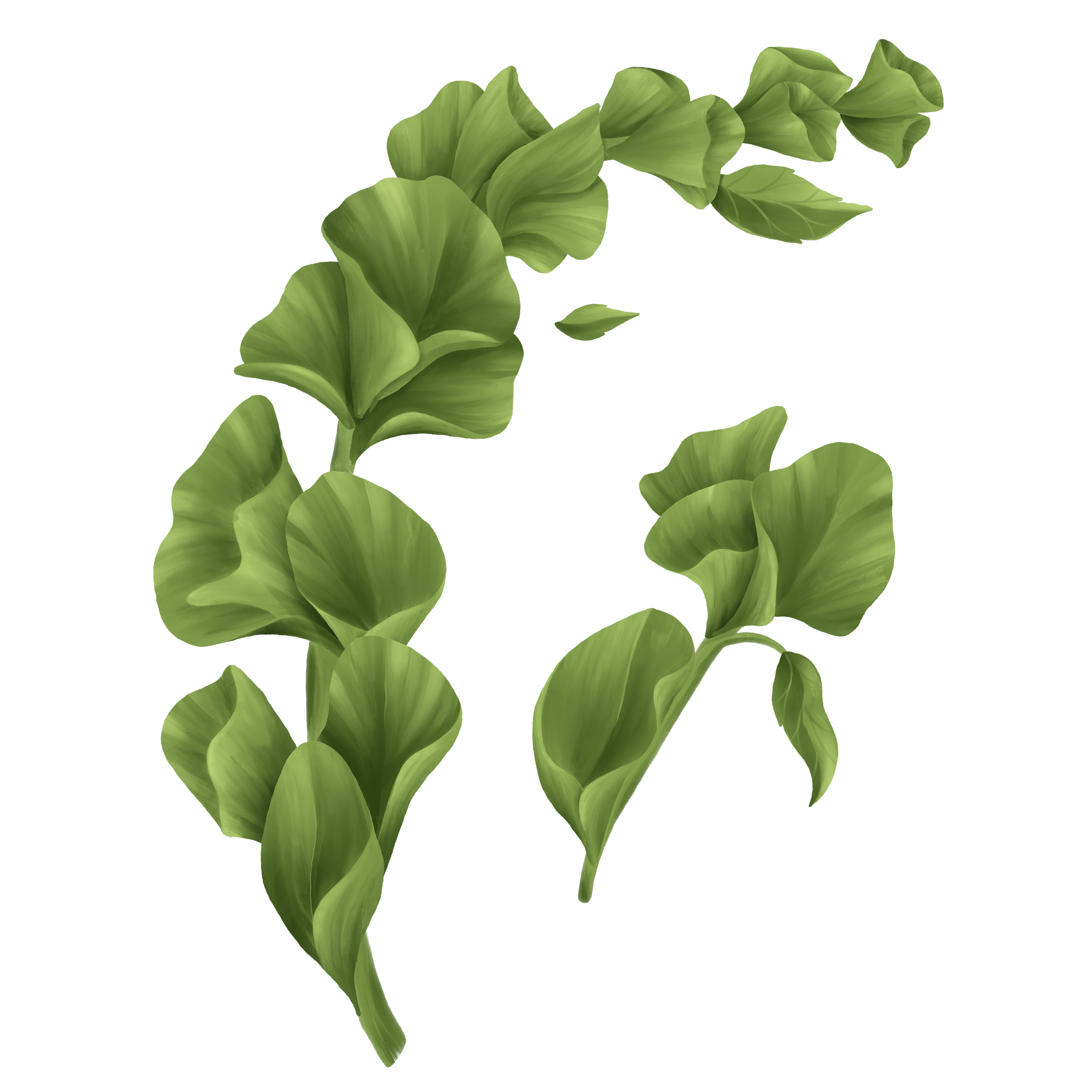 Green leafy vine of Irish Bells arranged in a circular shape.