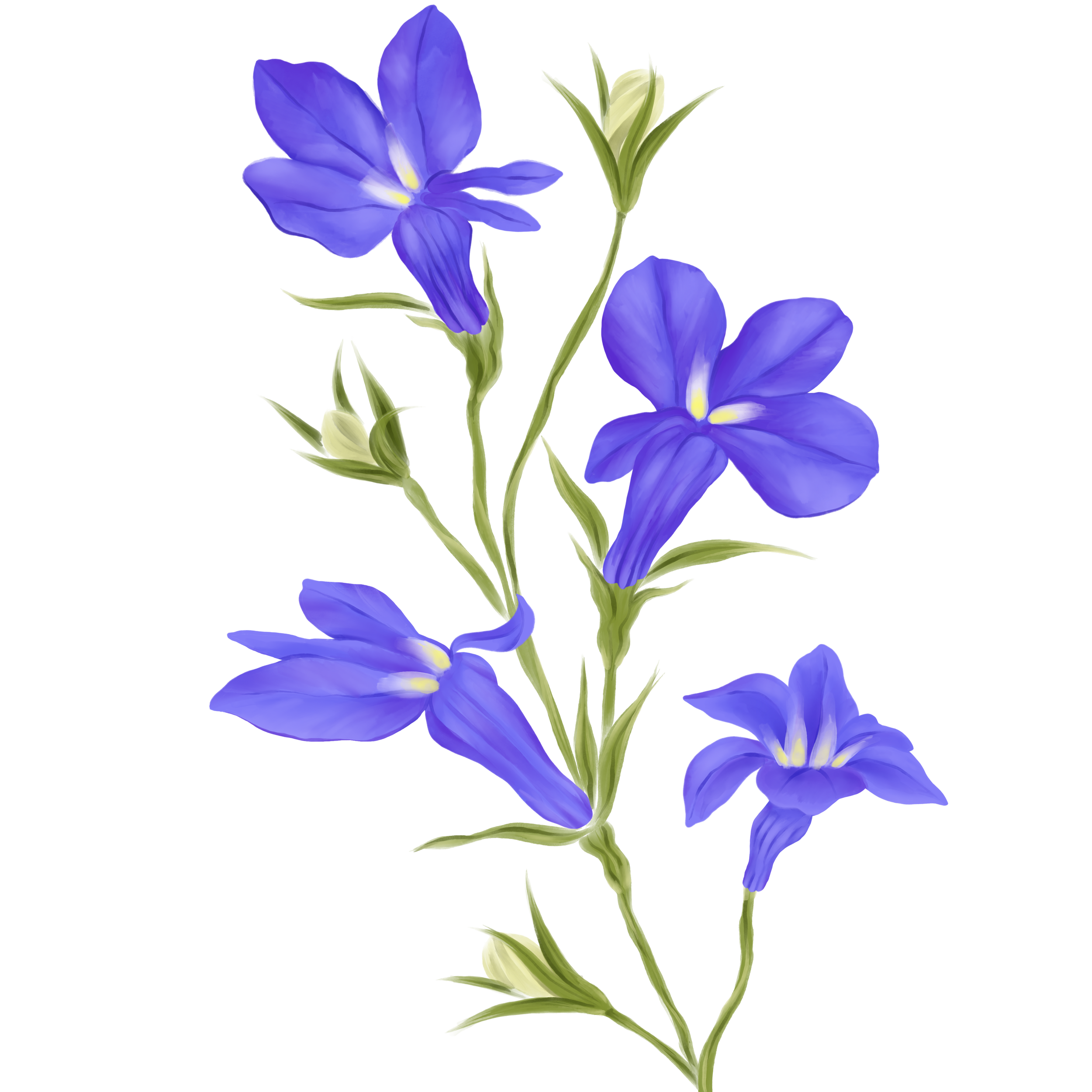 A digital illustration of a bouquet of five blue gladiolus flowers with green leaves and buds against a black background.